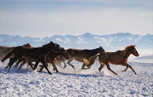 قار – مۇزدى موڭعۇلكۇرە قوناقتاردى قارسى الدى