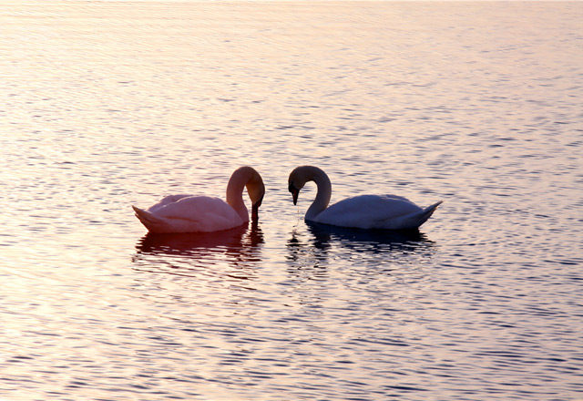 天鹅是一种候鸟，主要生活在多芦苇的湖泊、水库和池塘中。巴合提别克•居马德力 摄影