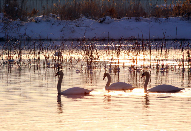 栖息于西伯利亚的白天鹅为了避寒，在气候转冷之际，迁徙至中国南方各地越冬，等到第二年年春暖花开的4月才陆续返回故乡，夏季多在中国东北、内蒙古、新疆一带繁殖。巴合提别克•居马德力  摄影