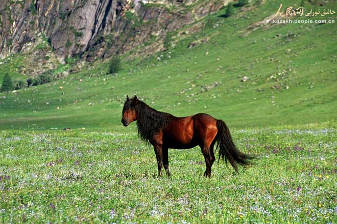 哈萨克马是历史悠久的地方马种，具有较为稳定的遗传性和一定的品种特征